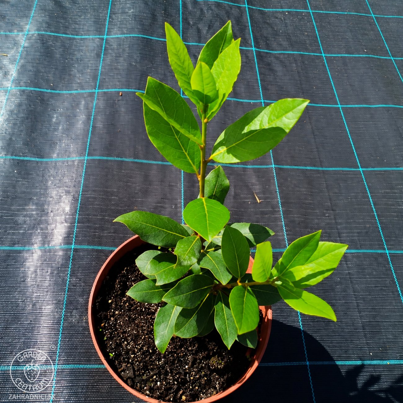Obrázok Vavrín pravý - Laurus nobilis (bobkový list) - výška 15-25 cm, kont. C2L
